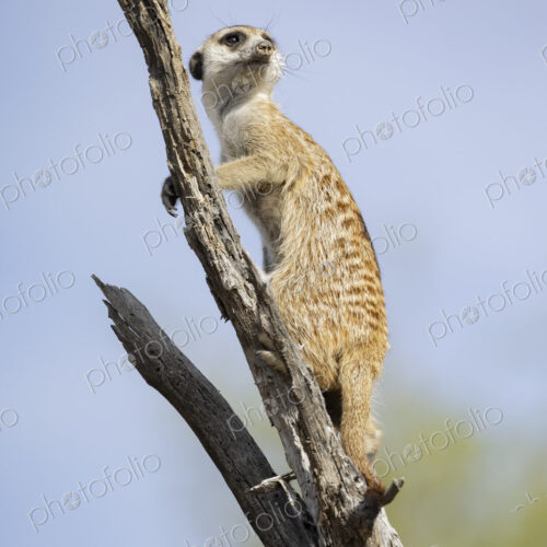 Meerkat, Suricata suricatta, an animal at its sentry post in a dead tree Kalahari…