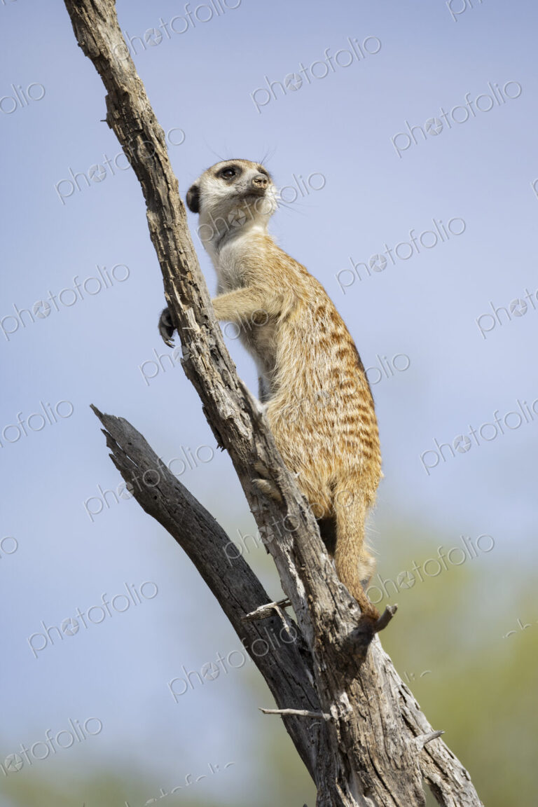 Meerkat, Suricata suricatta, an animal at its sentry post in a dead tree Kalahari…