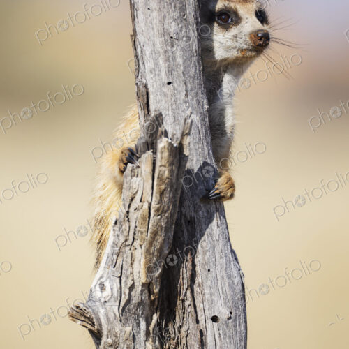 Meerkat, Suricata suricatta, at a sentry post on a dead tree branch.