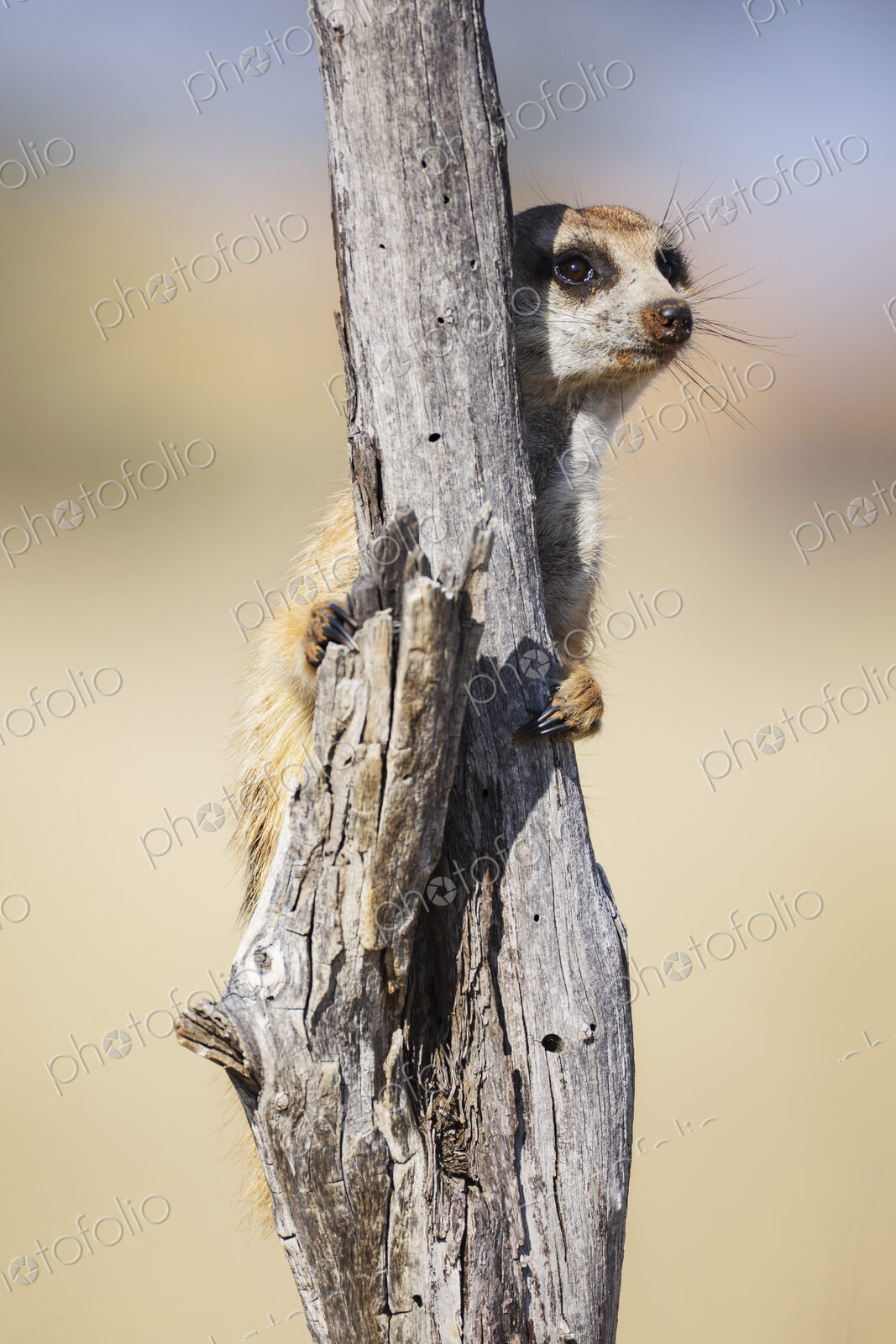 Meerkat, Suricata suricatta, at a sentry post on a dead tree branch.
