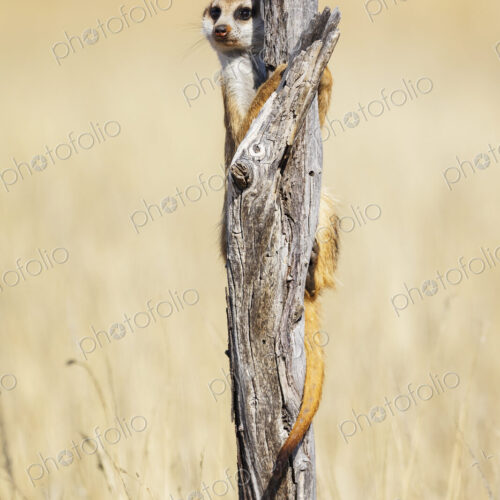 Meerkat, Suricata suricatta, at a sentry post on a dead tree branch.