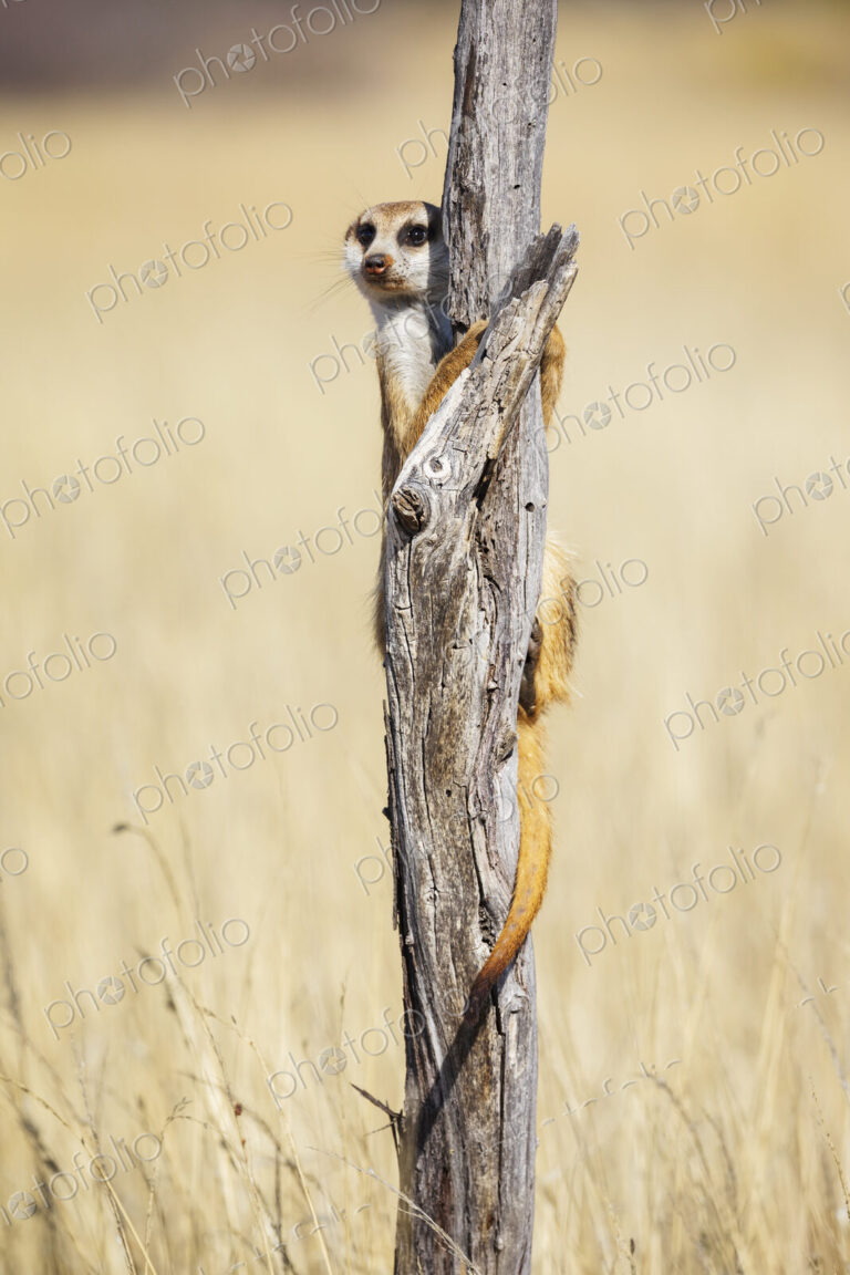 Meerkat, Suricata suricatta, at a sentry post on a dead tree branch.