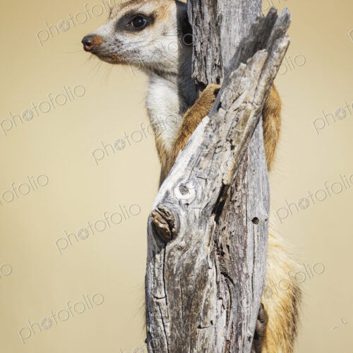 Meerkat, Suricata suricatta, at a sentry post on a dead tree branch. Meerkat, Suricata suricatta, at a sentry post on a dead tree branch.