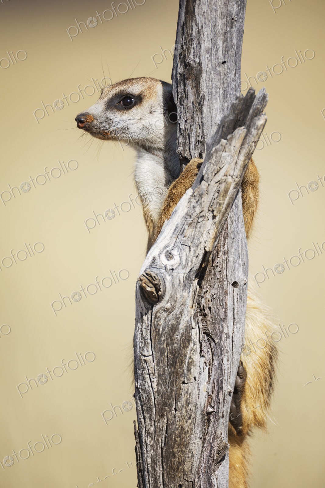 Meerkat, Suricata suricatta, at a sentry post on a dead tree branch.