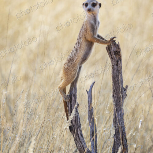 Meerkat, Suricata suricatta, at a sentry post on a dead tree branch. Meerkat, Suricata suricatta, at a sentry post on a dead tree branch.