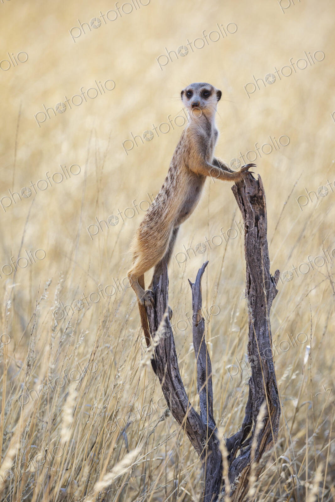 Meerkat, Suricata suricatta, at a sentry post on a dead tree branch.