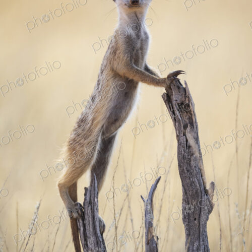 Meerkat, Suricata suricatta, at a sentry post on a dead tree branch. Meerkat, Suricata suricatta, at a sentry post on a dead tree branch.