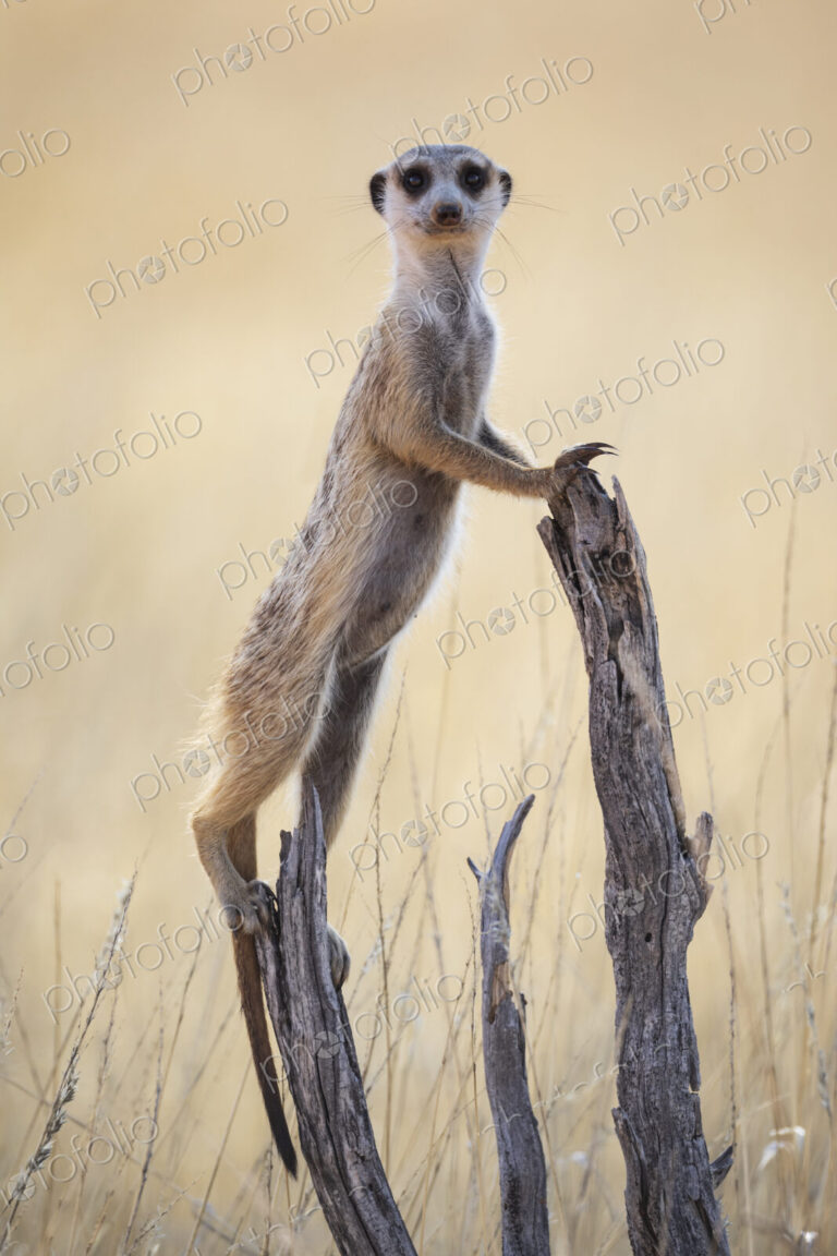Meerkat, Suricata suricatta, at a sentry post on a dead tree branch.