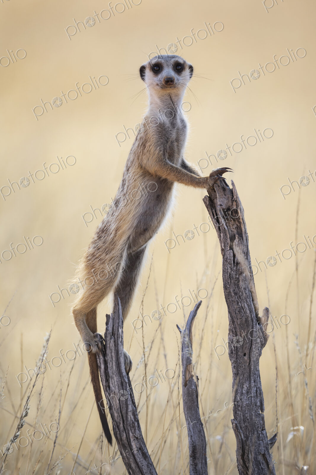 Meerkat, Suricata suricatta, at a sentry post on a dead tree branch.