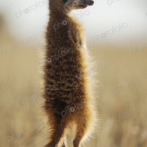 Meerkat, Suricata suricatta, back view of a sentry animal on alert. Meerkat, Suricata suricatta, back view of a sentry animal on alert.