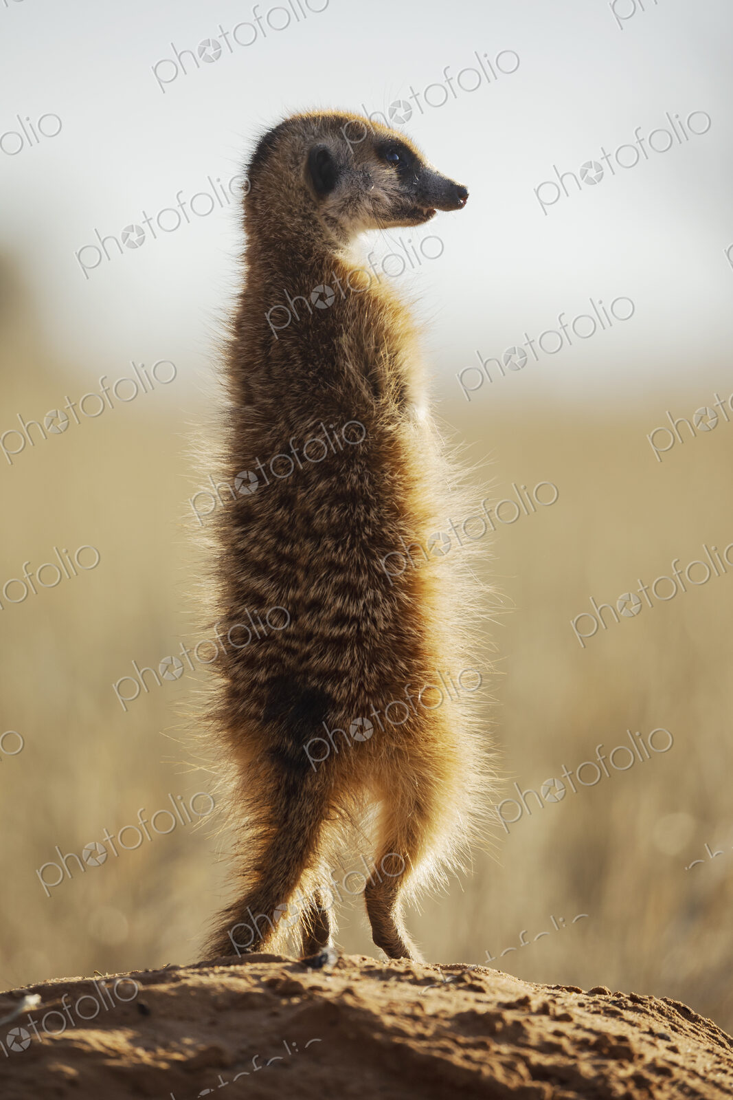 Meerkat, Suricata suricatta, back view of a sentry animal on alert.