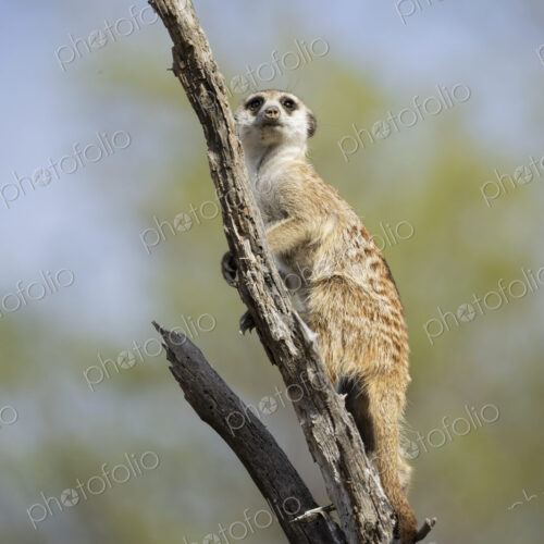 Meerkat, Suricata suricatta, climbing down from its sentry post in a dead tree. Meerkat, Suricata suricatta, climbing down from its sentry post in a dead tree.