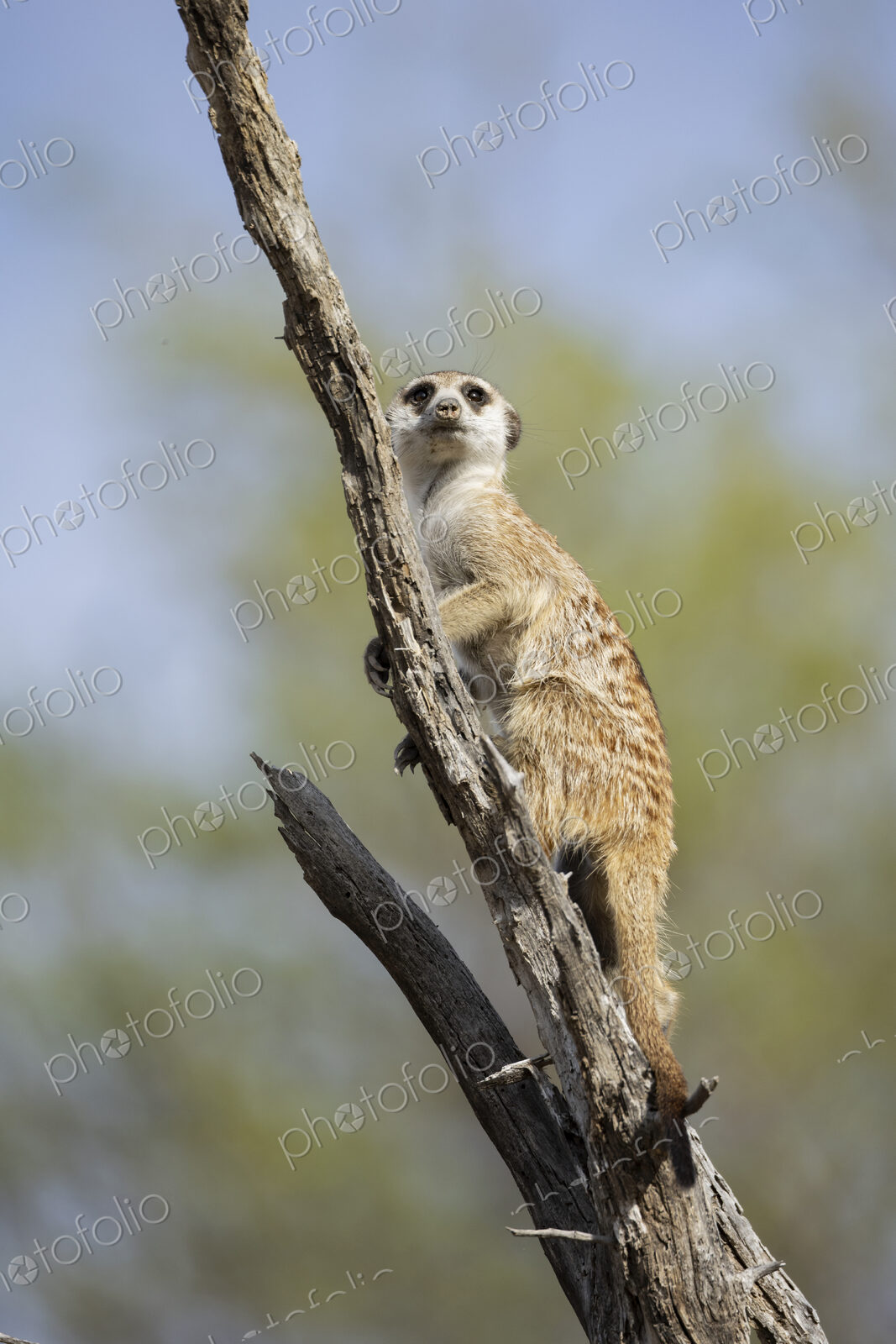 Meerkat, Suricata suricatta, climbing down from its sentry post in a dead tree.