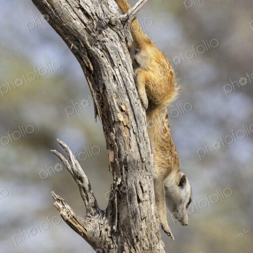 Meerkat, Suricata suricatta, climbing down from its sentry post in a dead tree.… Meerkat, Suricata suricatta, climbing down from its sentry post in a dead tree.…
