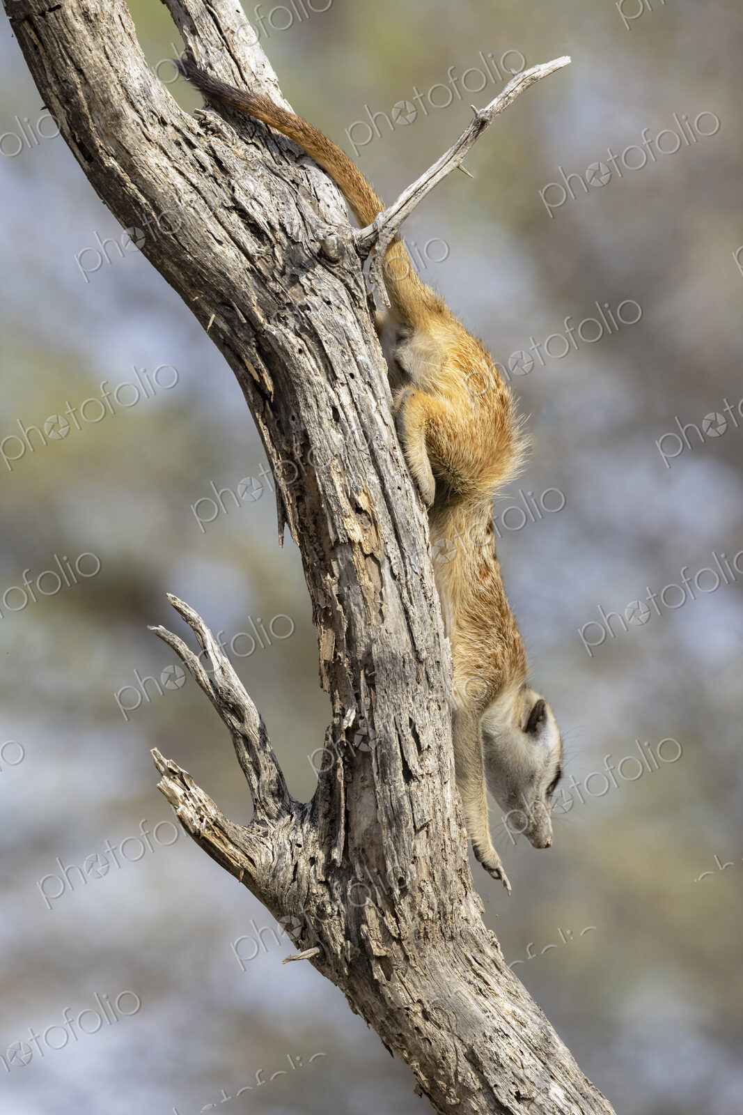Meerkat, Suricata suricatta, climbing down from its sentry post in a dead tree.…