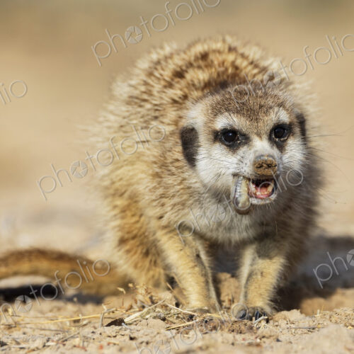 Meerkat, Suricata suricatta, eating a grub. Meerkat, Suricata suricatta, eating a grub.