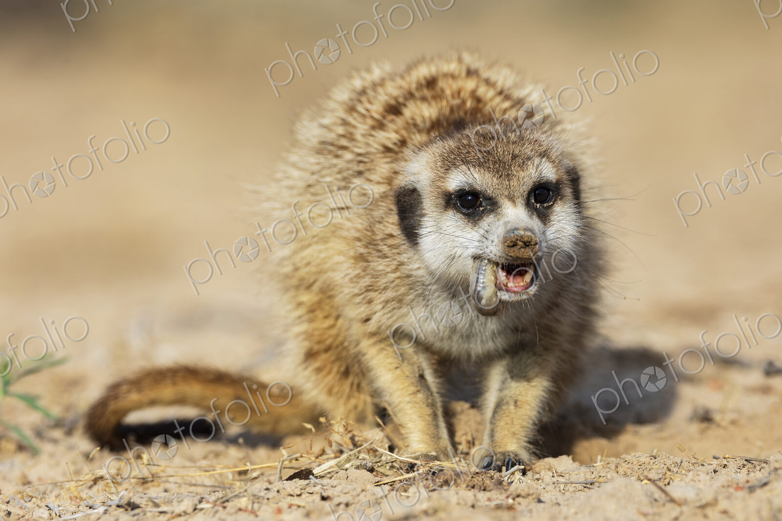 Meerkat, Suricata suricatta, eating a grub.