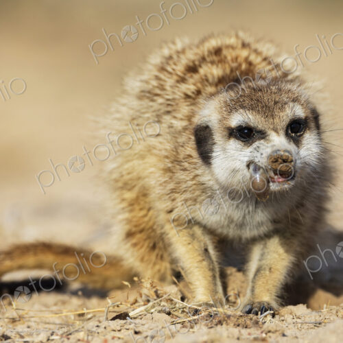 Meerkat, Suricata suricatta, eating a grub. Meerkat, Suricata suricatta, eating a grub.