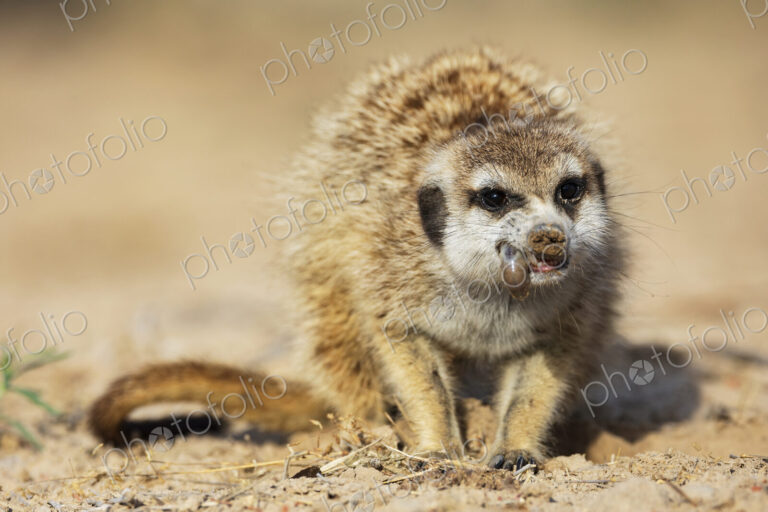 Meerkat, Suricata suricatta, eating a grub.