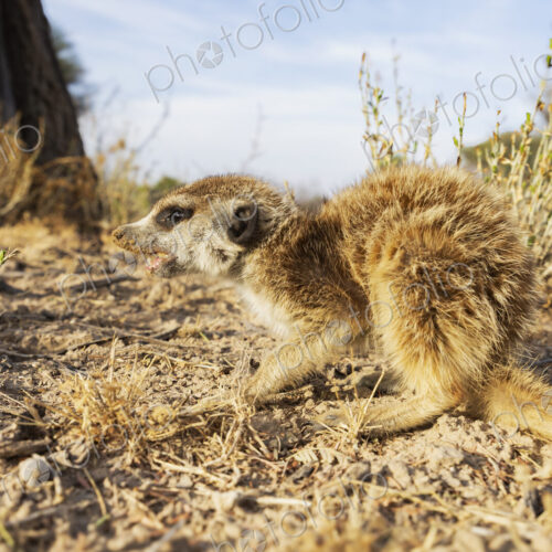 Meerkat, Suricata suricatta, foraging for bugs and insects. Meerkat, Suricata suricatta, foraging for bugs and insects.