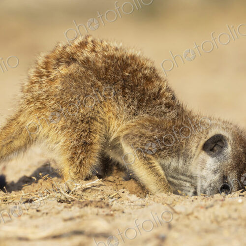 Meerkat, Suricata suricatta, foraging for bugs and insects in the sand. Meerkat, Suricata suricatta, foraging for bugs and insects in the sand.