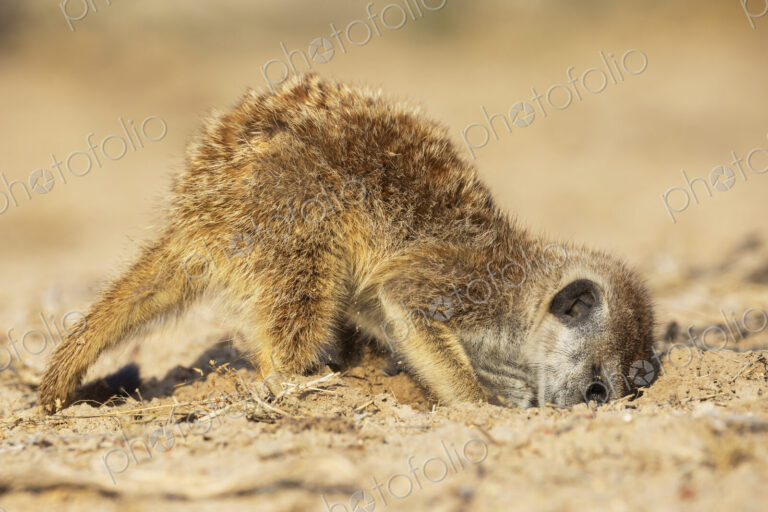 Meerkat, Suricata suricatta, foraging for bugs and insects in the sand.