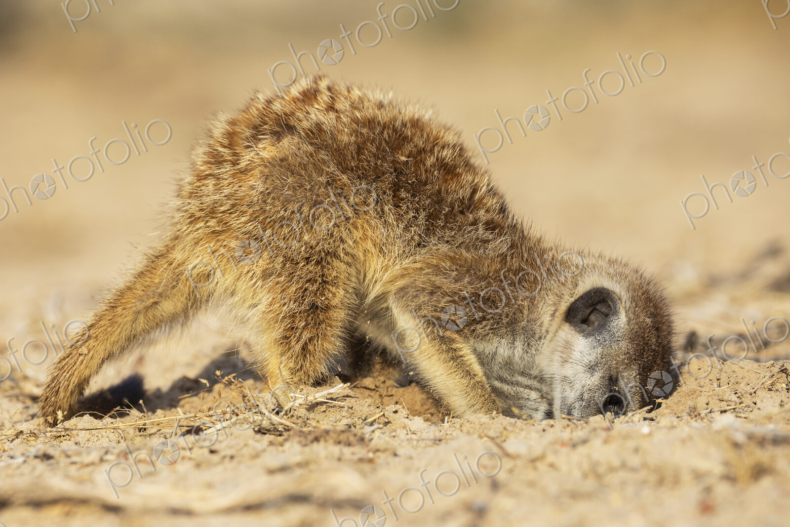 Meerkat, Suricata suricatta, foraging for bugs and insects in the sand.