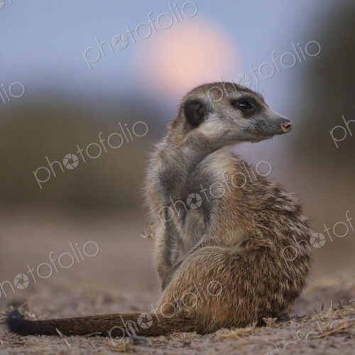 Meerkat, Suricata suricatta, looking over its shoulder at moonrise, at the Kalahari… Meerkat, Suricata suricatta, looking over its shoulder at moonrise, at the Kalahari…