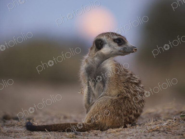 Meerkat, Suricata suricatta, looking over its shoulder at moonrise, at the Kalahari…