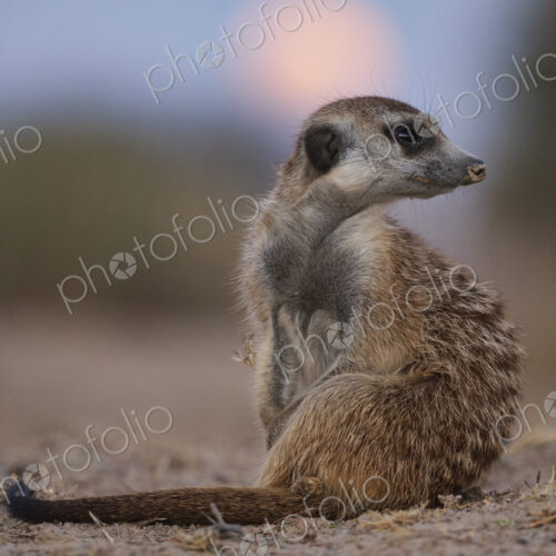 Meerkat, Suricata suricatta, looking over its shoulder at moonrise, at the Kalahari… Meerkat, Suricata suricatta, looking over its shoulder at moonrise, at the Kalahari…