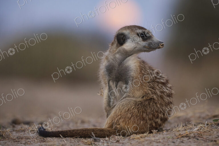 Meerkat, Suricata suricatta, looking over its shoulder at moonrise, at the Kalahari…