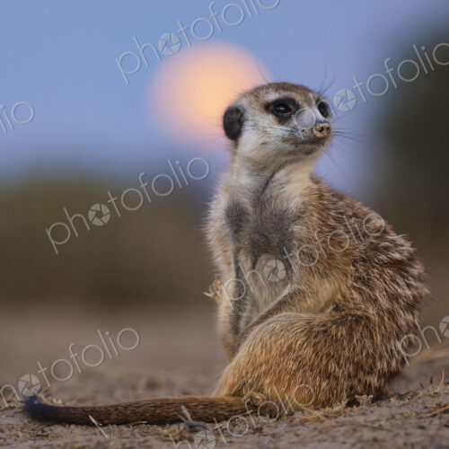 Meerkat, Suricata suricatta, looking over its shoulder at moonrise, at the Kalahari… Meerkat, Suricata suricatta, looking over its shoulder at moonrise, at the Kalahari…
