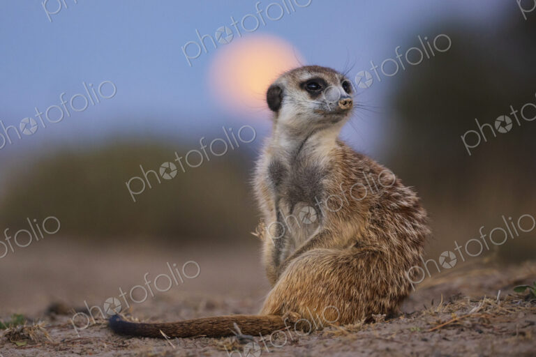 Meerkat, Suricata suricatta, looking over its shoulder at moonrise, at the Kalahari…