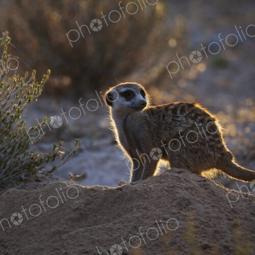 Meerkat, Suricata suricatta, shaking off the dust after foraging at dusk, lit from behind.