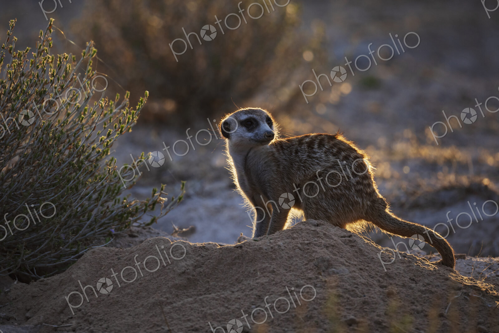 Meerkat, Suricata suricatta, shaking off the dust after foraging at dusk, lit from behind.
