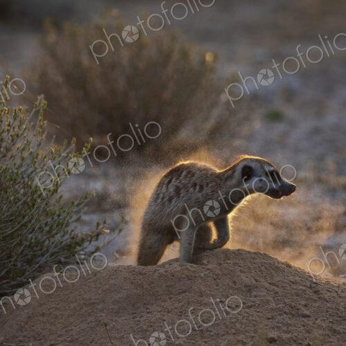 Meerkat, Suricata suricatta, shaking off the dust after foraging at dusk, lit from behind.