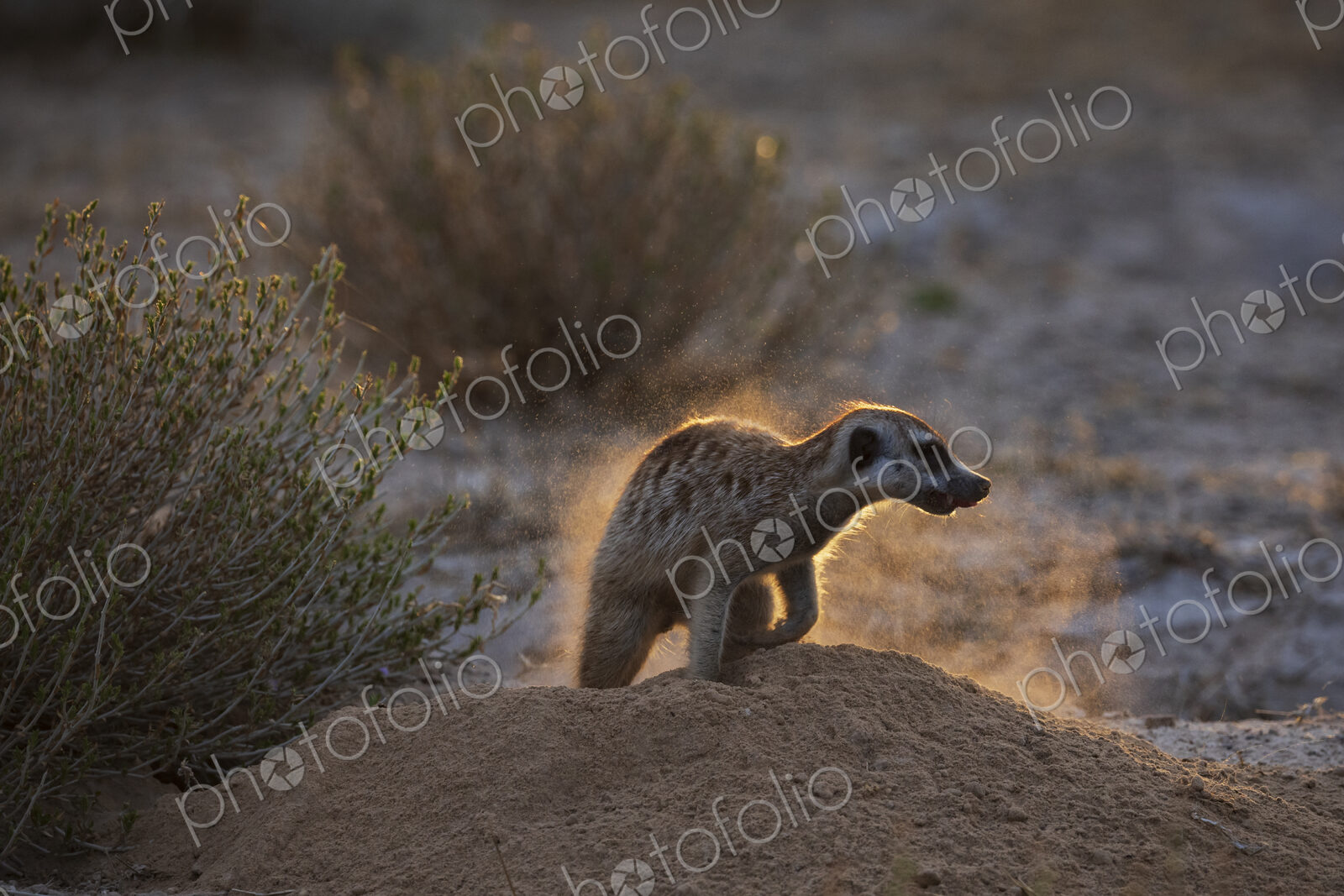 Meerkat, Suricata suricatta, shaking off the dust after foraging at dusk, lit from behind.