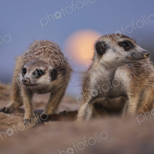 Meerkat, Suricata suricatta, two animals at moonrise Kalahari Research Center Meerkat, Suricata suricatta, two animals at moonrise Kalahari Research Center