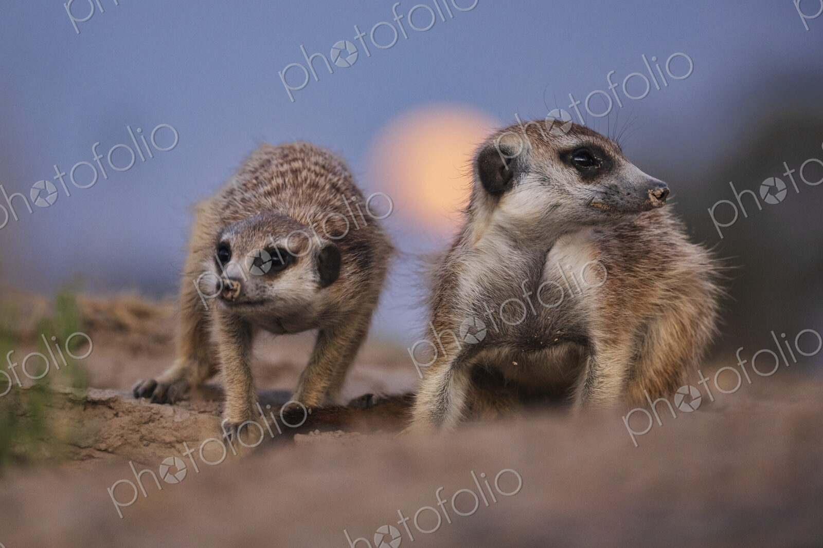 Meerkat, Suricata suricatta, two animals at moonrise Kalahari Research Center