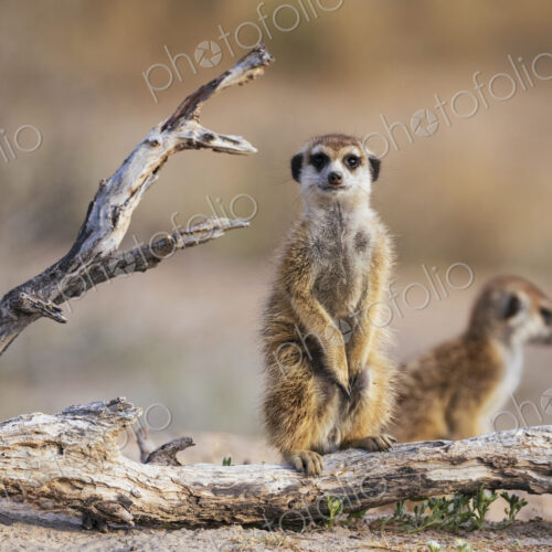 Meerkat, Suricata suricatta, two animals sitting on a dead branch.
