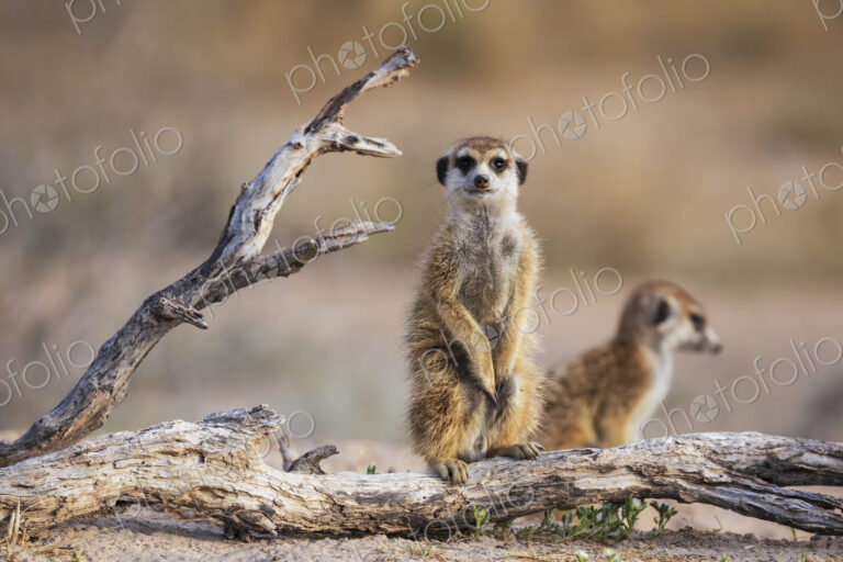 Meerkat, Suricata suricatta, two animals sitting on a dead branch.