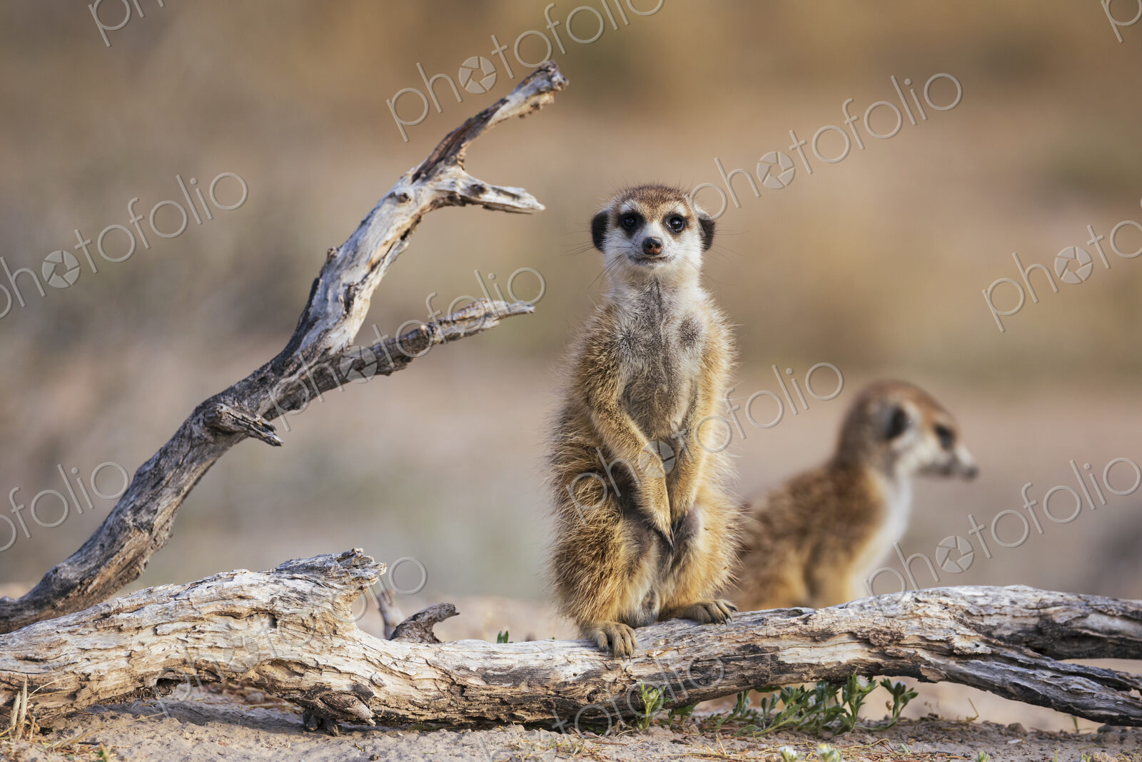 Meerkat, Suricata suricatta, two animals sitting on a dead branch.