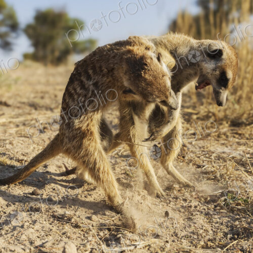 Meerkat, Suricata suricatta, two play-fighting in the sand.