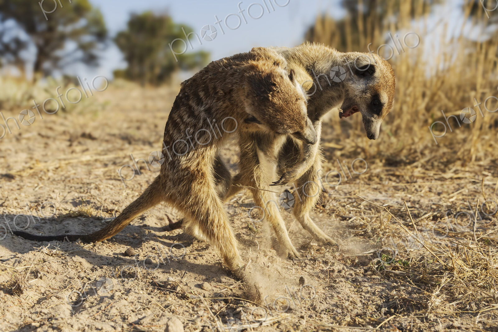 Meerkat, Suricata suricatta, two play-fighting in the sand.