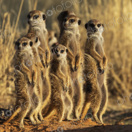 Meerkats, Suricata suricatta, a clan lined up at the den entrance.