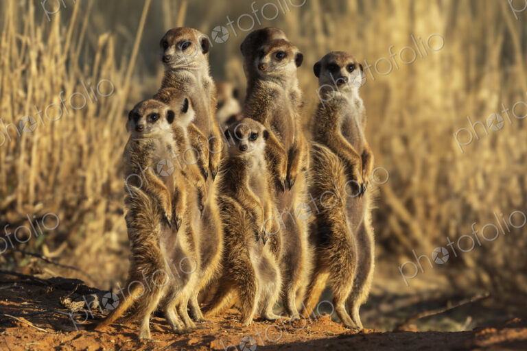 Meerkats, Suricata suricatta, a clan lined up at the den entrance.