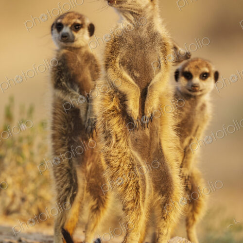 Meerkats, Suricata suricatta, at the den at sunrise.