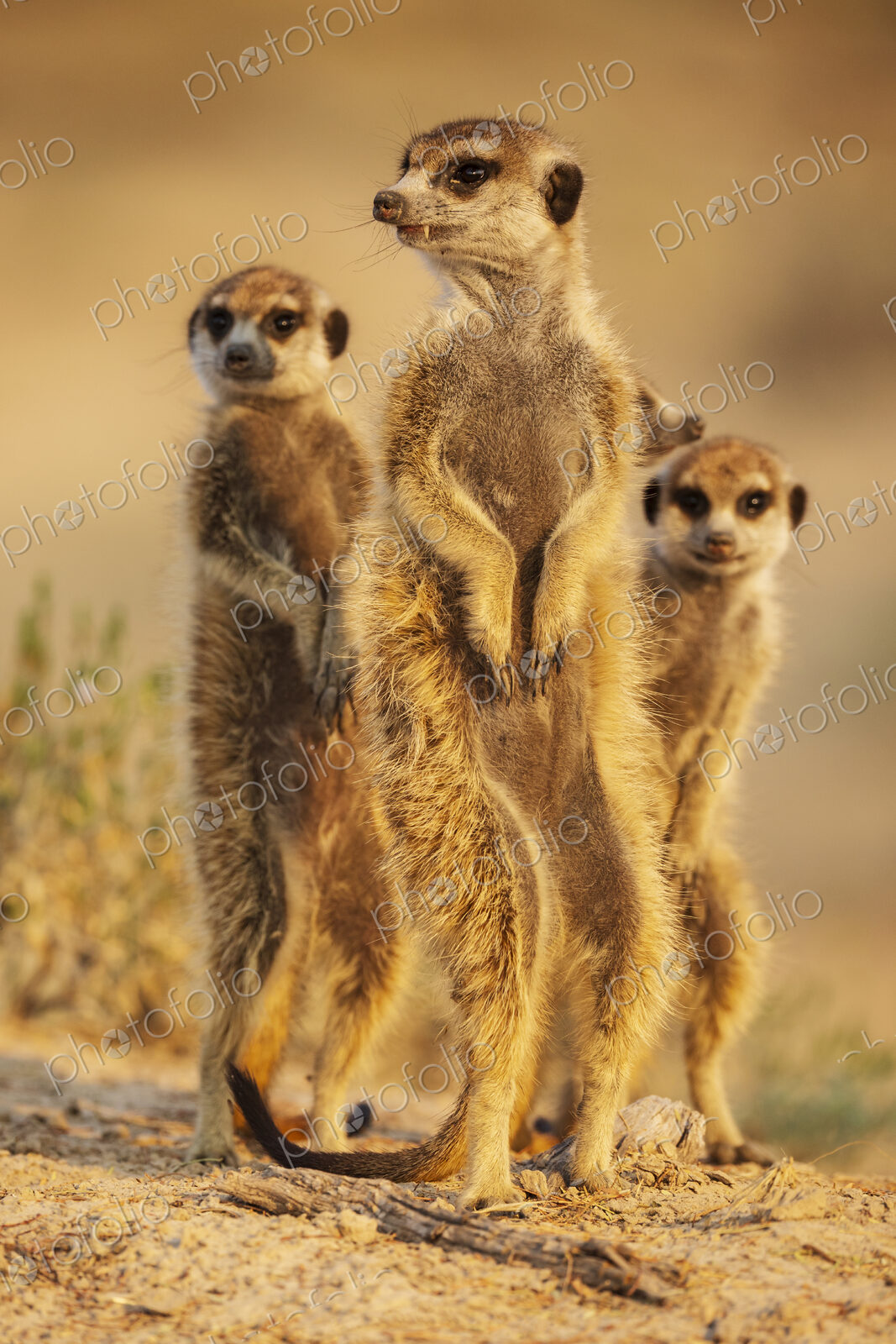 Meerkats, Suricata suricatta, at the den at sunrise.