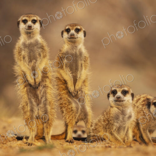Meerkats, Suricata suricatta, at the den at sunrise Vanzylsrus. Meerkats, Suricata suricatta, at the den at sunrise Vanzylsrus.