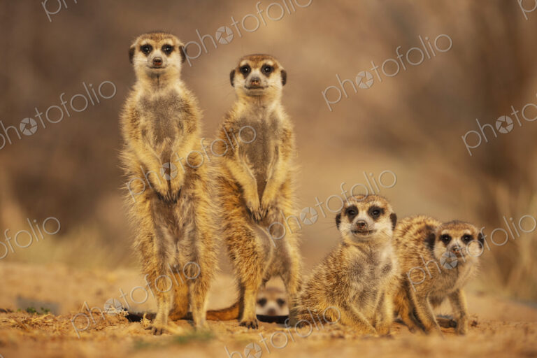 Meerkats, Suricata suricatta, at the den at sunrise Vanzylsrus.